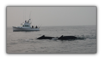 Massachusetts Fishing Charter Boat - AKULA